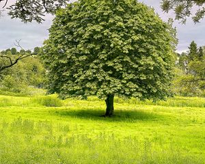 Preview wallpaper tree, grass, landscape, nature, green