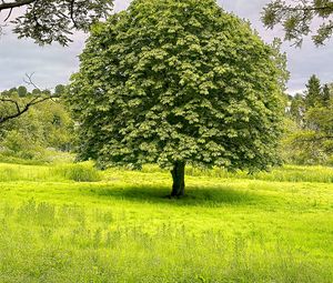 Preview wallpaper tree, grass, landscape, nature, green