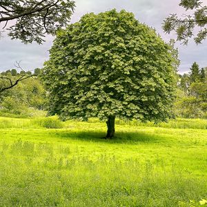 Preview wallpaper tree, grass, landscape, nature, green