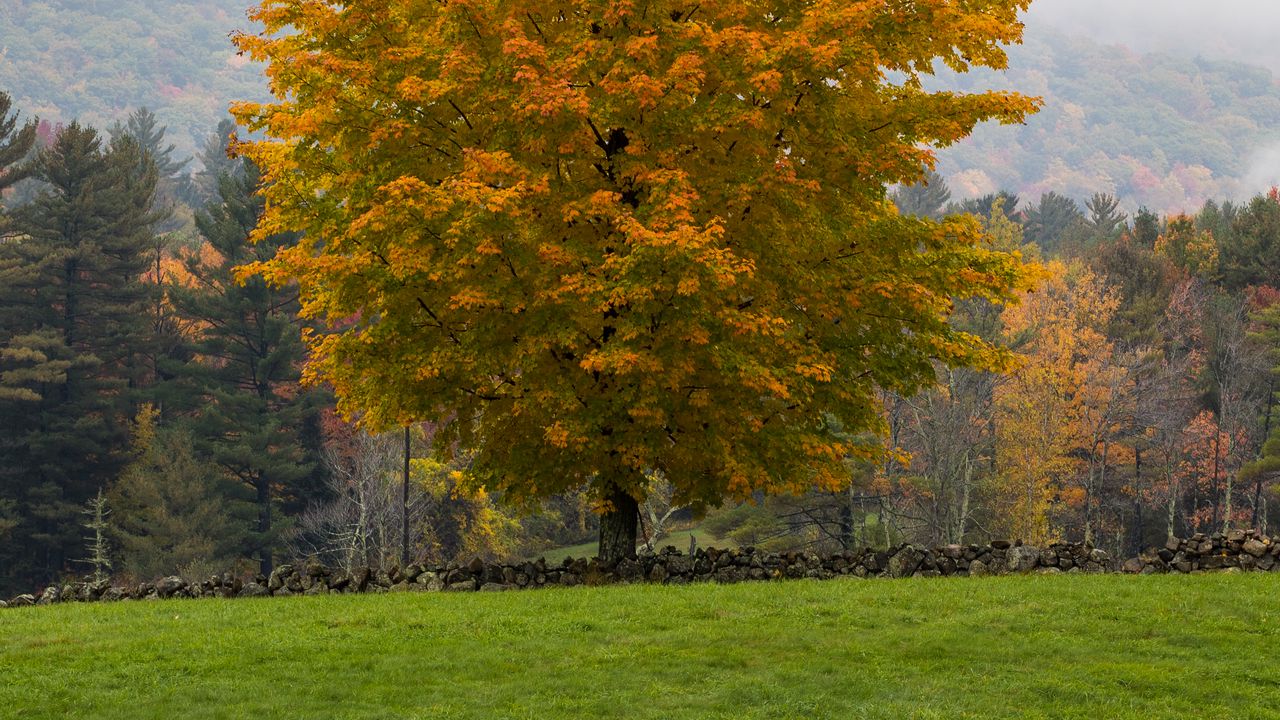 Wallpaper tree, grass, landscape, autumn, nature