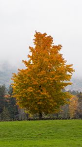 Preview wallpaper tree, grass, landscape, autumn, nature