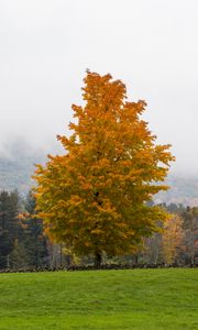 Preview wallpaper tree, grass, landscape, autumn, nature