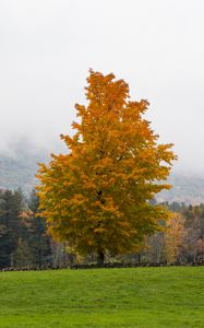 Preview wallpaper tree, grass, landscape, autumn, nature