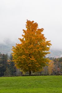 Preview wallpaper tree, grass, landscape, autumn, nature