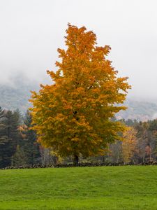 Preview wallpaper tree, grass, landscape, autumn, nature