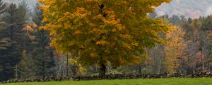 Preview wallpaper tree, grass, landscape, autumn, nature