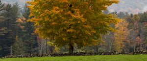 Preview wallpaper tree, grass, landscape, autumn, nature