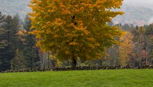 Preview wallpaper tree, grass, landscape, autumn, nature