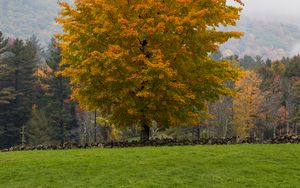 Preview wallpaper tree, grass, landscape, autumn, nature