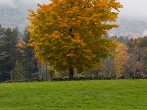 Preview wallpaper tree, grass, landscape, autumn, nature