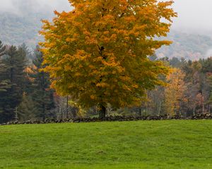 Preview wallpaper tree, grass, landscape, autumn, nature