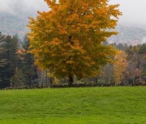 Preview wallpaper tree, grass, landscape, autumn, nature