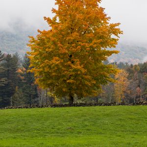 Preview wallpaper tree, grass, landscape, autumn, nature