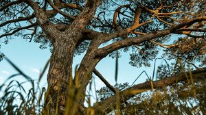 Preview wallpaper tree, grass, lawn, nature