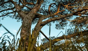 Preview wallpaper tree, grass, lawn, nature