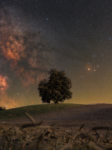Preview wallpaper tree, grass, milky way, night, stars