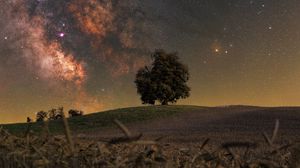 Preview wallpaper tree, grass, milky way, night, stars