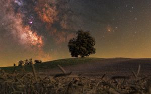Preview wallpaper tree, grass, milky way, night, stars