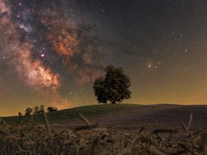 Preview wallpaper tree, grass, milky way, night, stars