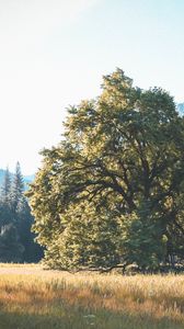 Preview wallpaper tree, grass, mountains