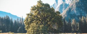 Preview wallpaper tree, grass, mountains