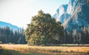 Preview wallpaper tree, grass, mountains