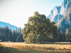 Preview wallpaper tree, grass, mountains