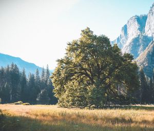 Preview wallpaper tree, grass, mountains