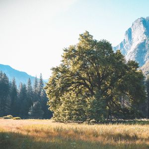 Preview wallpaper tree, grass, mountains