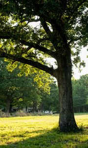 Preview wallpaper tree, grass, nature, landscape