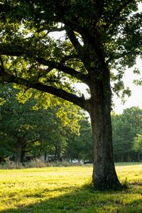 Preview wallpaper tree, grass, nature, landscape