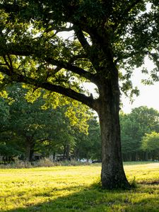Preview wallpaper tree, grass, nature, landscape