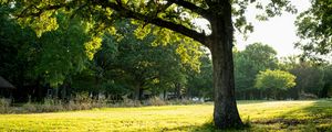 Preview wallpaper tree, grass, nature, landscape