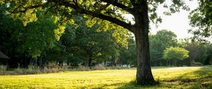 Preview wallpaper tree, grass, nature, landscape
