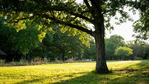 Preview wallpaper tree, grass, nature, landscape