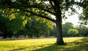 Preview wallpaper tree, grass, nature, landscape