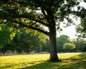 Preview wallpaper tree, grass, nature, landscape