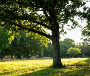 Preview wallpaper tree, grass, nature, landscape