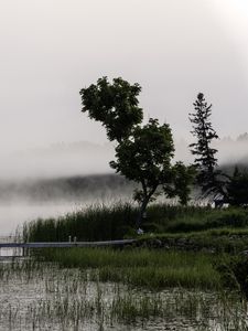 Preview wallpaper tree, grass, pier, lake, fog