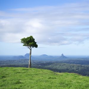 Preview wallpaper tree, grass, rocks, hills