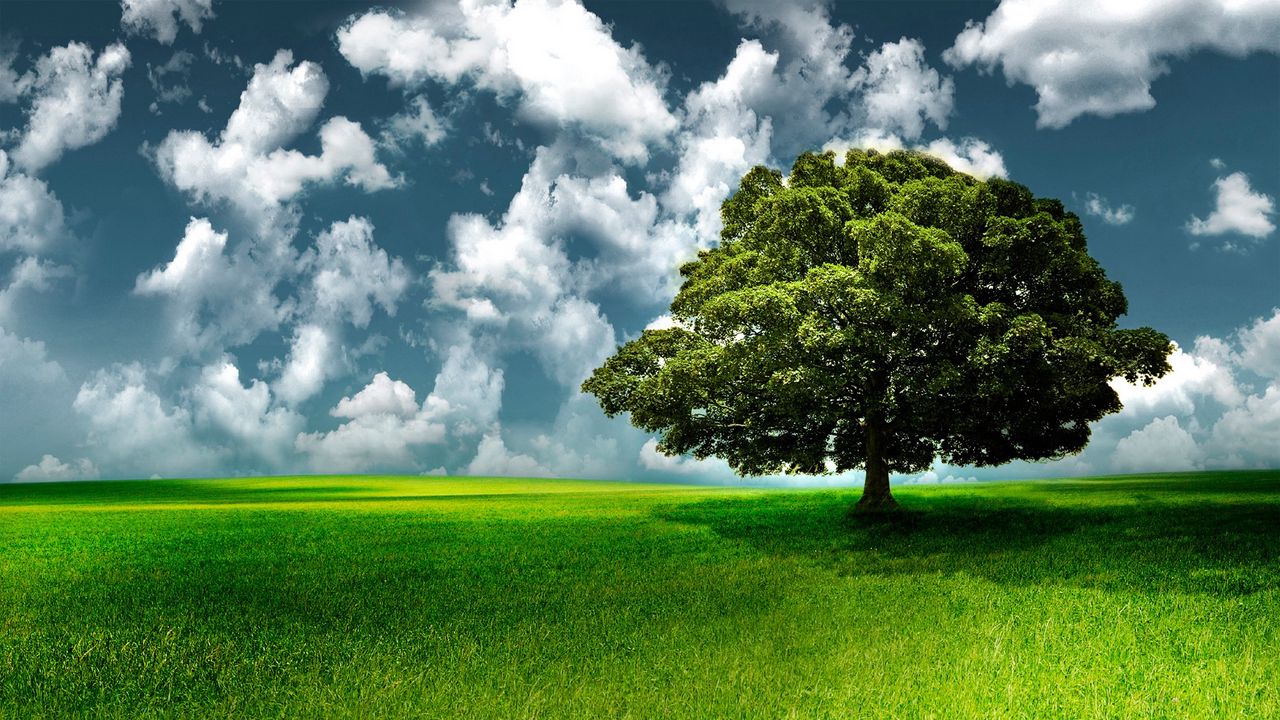 Wallpaper tree, grass, sky, clouds