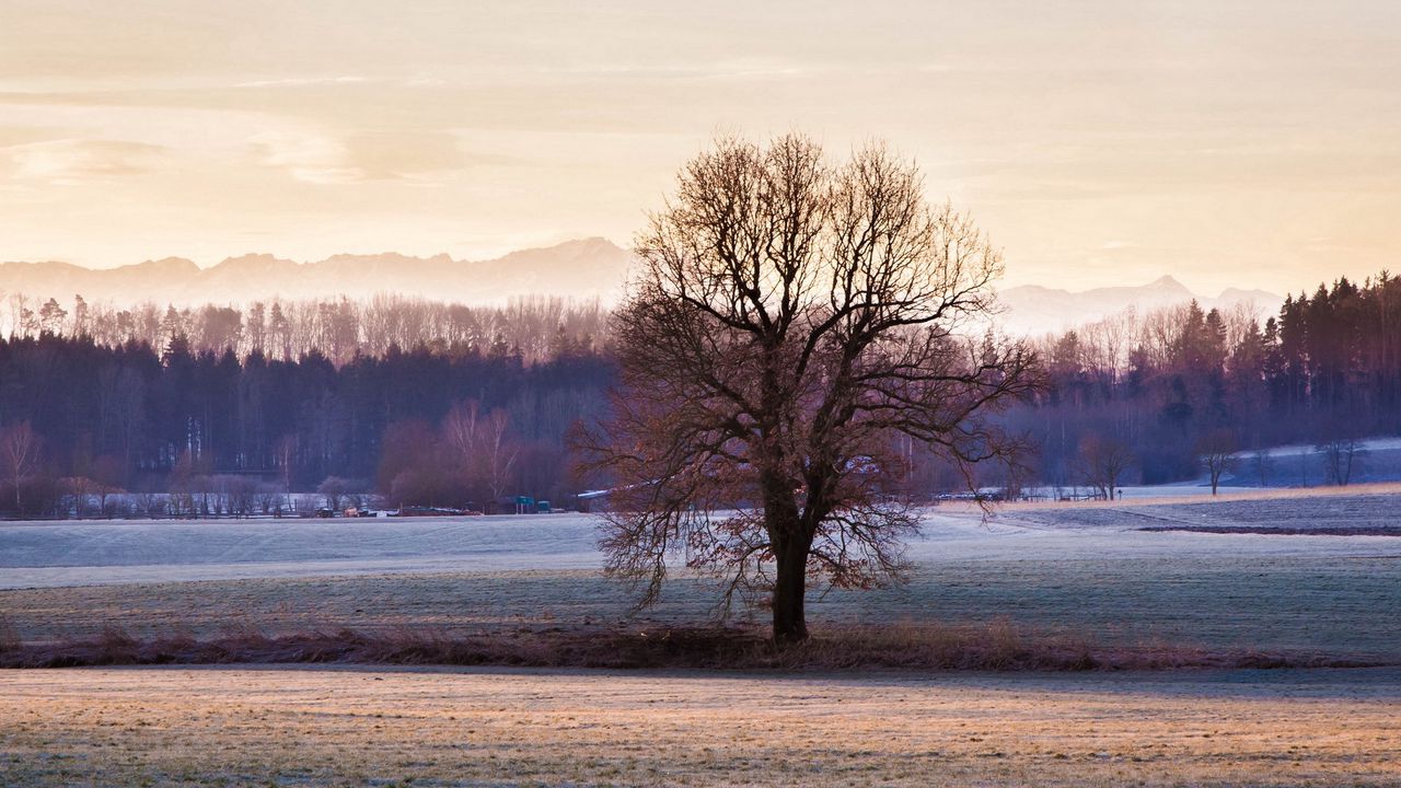 Wallpaper tree, grass, sky, frost, winter