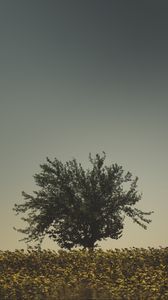 Preview wallpaper tree, grass, sky