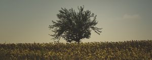 Preview wallpaper tree, grass, sky