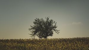 Preview wallpaper tree, grass, sky