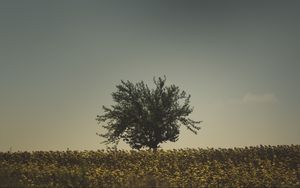 Preview wallpaper tree, grass, sky