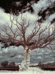 Preview wallpaper tree, grass, sky, clouds, nature