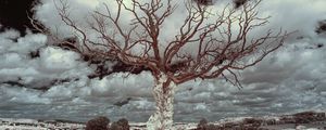 Preview wallpaper tree, grass, sky, clouds, nature