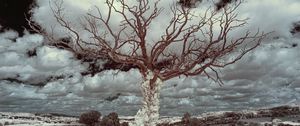 Preview wallpaper tree, grass, sky, clouds, nature