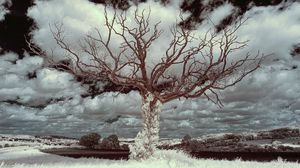 Preview wallpaper tree, grass, sky, clouds, nature